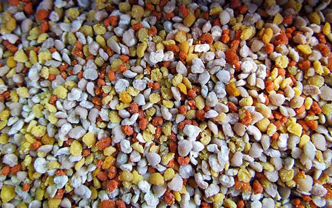 蜂花粉的作用與功效及食用方法 蜂花粉