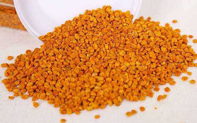 茶花粉減肥原理及正確吃法 茶花粉