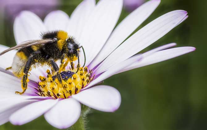蜂毒真的能治類風濕嗎? 蜜蜂