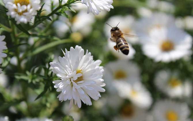 蜂毒價格表及采集技術 蜂毒