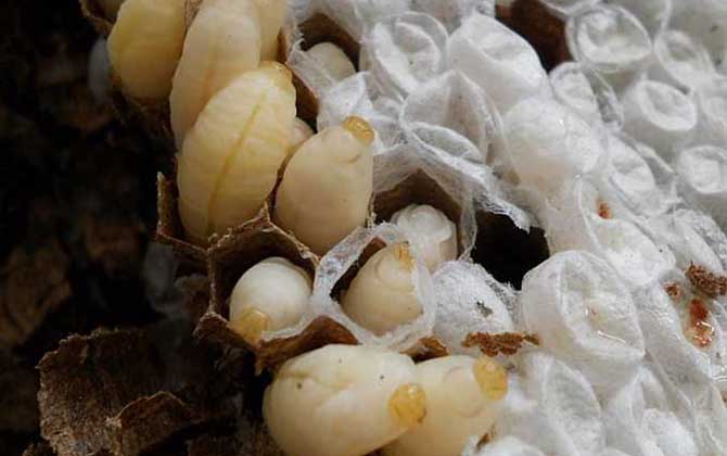 蜜蜂蛹和胡蜂蛹的區(qū)別 蜂蛹