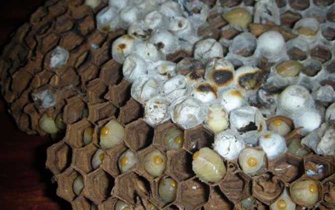 蜜蜂蛹和胡蜂蛹的區(qū)別 蜂蛹