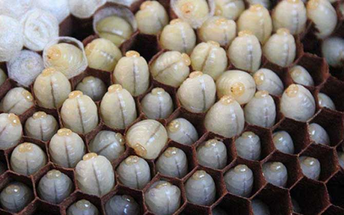 蜜蜂蛹和胡蜂蛹的區(qū)別 蜂蛹