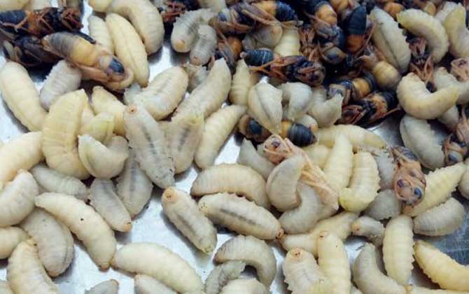 蜂蛹和蠶蛹的區別 蜂蛹