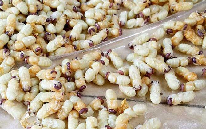 雄蜂蛹是怎么生產(chǎn)的? 雄蜂蛹