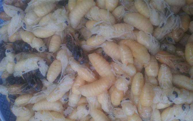 蜂蛹酒的禁忌及正確喝法 蜂蛹