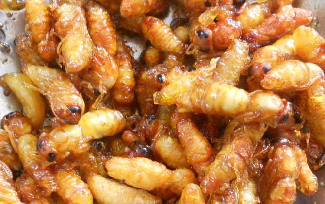 吃蜂蛹的禁忌及正確吃法 蜂蛹