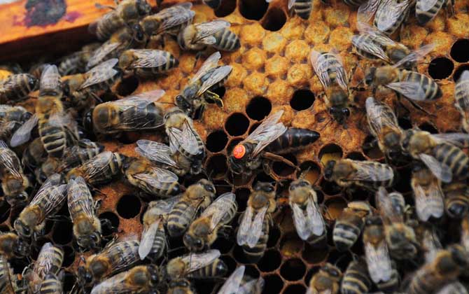 蜂群中的蜂后(蜂王)會飛嗎? 蜂后