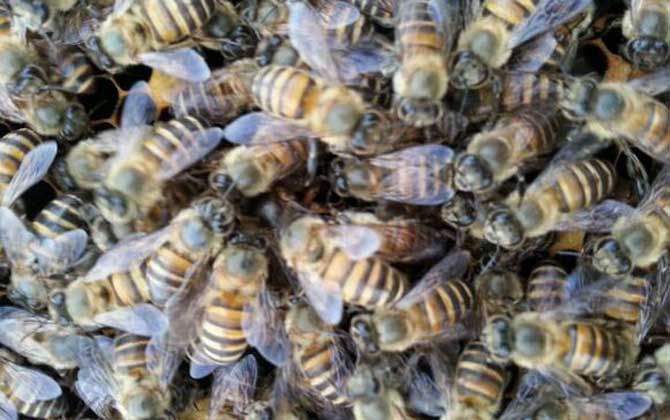 殺死蜂王蜜蜂會怎么樣? 蜂王