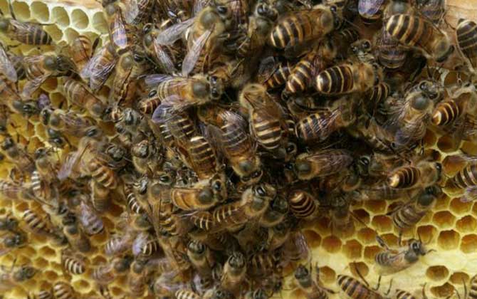 急造王臺(tái)的幼蟲哪來的? 急造王臺(tái)