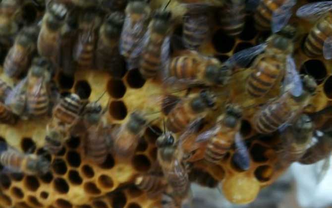 急造王臺(tái)的幼蟲哪來的? 急造王臺(tái)