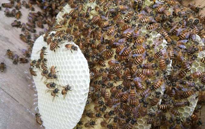 急造王臺(tái)的幼蟲哪來的? 急造王臺(tái)