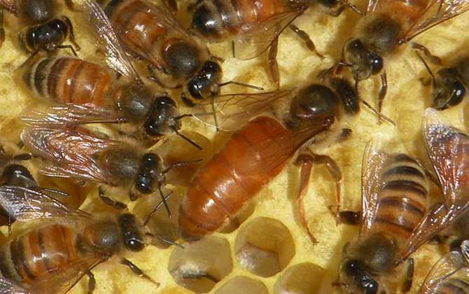 蜂群為什么不能沒有蜂王? 蜂王