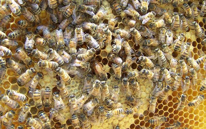 蜂群為什么不能沒有蜂王? 蜂王