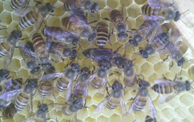 蜂群沒有蜂王會怎么樣? 蜂王