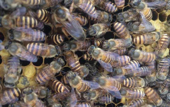 沒有蜂王怎么養(yǎng)好蜜蜂? 蜂王