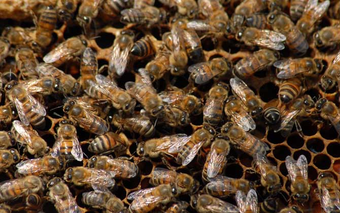 冬天蜂王產(chǎn)卵怎么處理? 蜂王產(chǎn)卵