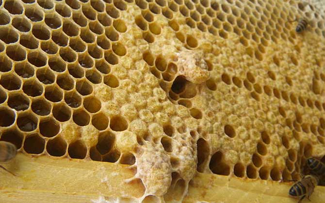 蜂王死了蜂群怎么辦? 王臺(tái)