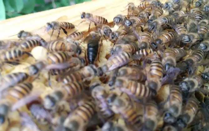 失王什么時候介王最好? 介王