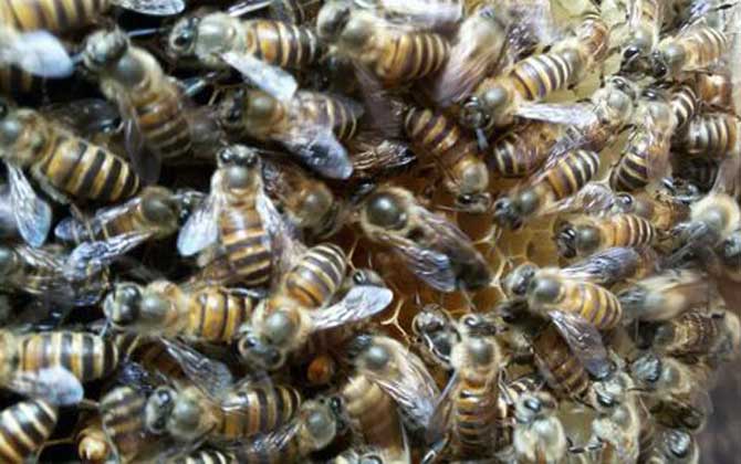 失王什么時候介王最好? 介王