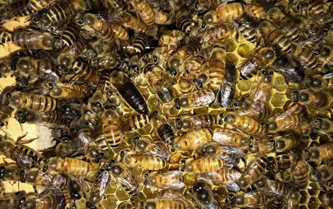 如何判斷蜂王交尾成功? 蜂王