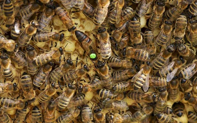 網(wǎng)上買的蜂王怎么介入蜂群? 介王