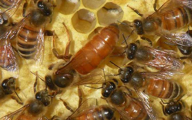 網(wǎng)上買的蜂王怎么介入蜂群? 介王