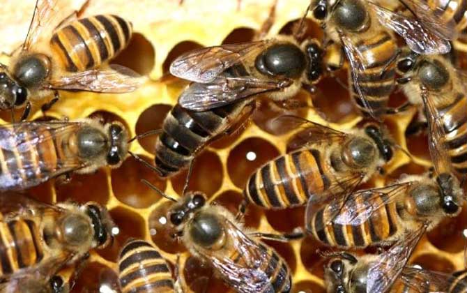 網(wǎng)上買的蜂王怎么介入蜂群? 介王