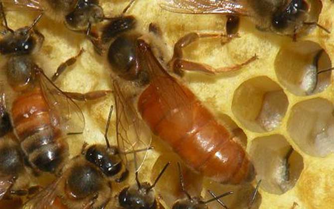 蜂王剪翅膀有影響嗎? 蜂王