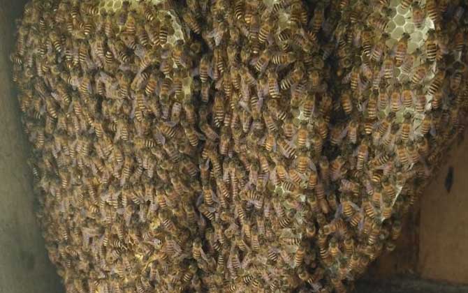 蜂箱里抹什么不生巢蟲? 蜂箱