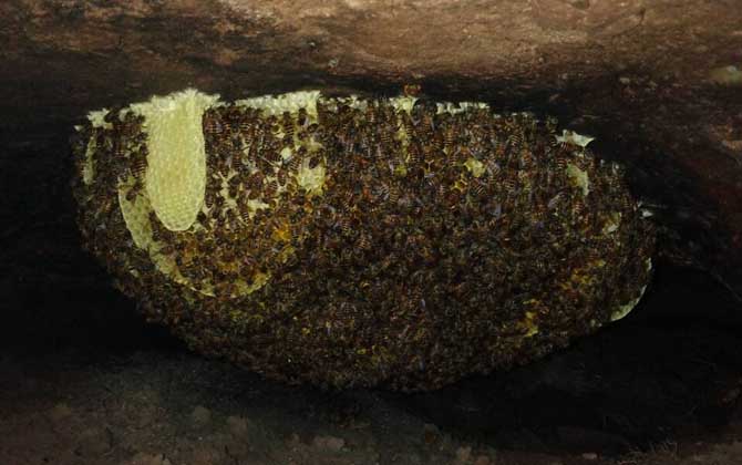 空蜂箱怎么引來蜜蜂? 蜂箱引蜂