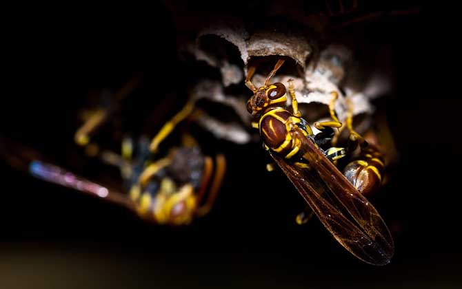 被馬蜂蟄了怎么處理最簡單? 馬蜂