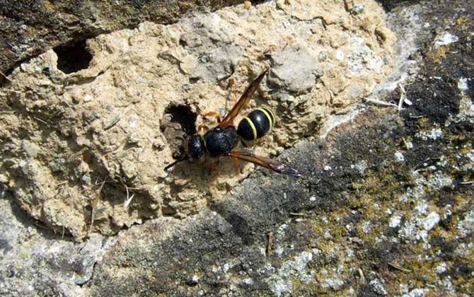 胡蜂、馬蜂、黃蜂、蜜蜂的區(qū)別 馬蜂