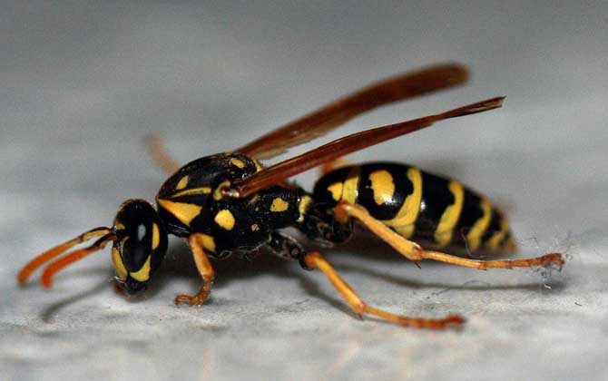 胡蜂、馬蜂、黃蜂、蜜蜂的區(qū)別 黃蜂