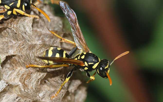 胡蜂、馬蜂、黃蜂、蜜蜂的區(qū)別 胡蜂