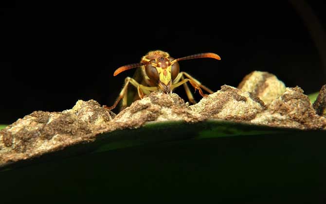 胡蜂和蜜蜂的的區別 胡蜂