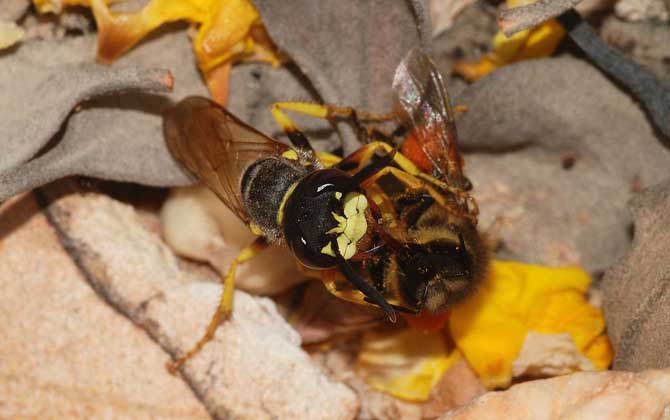馬蜂蟄人后自己會死嗎? 馬蜂