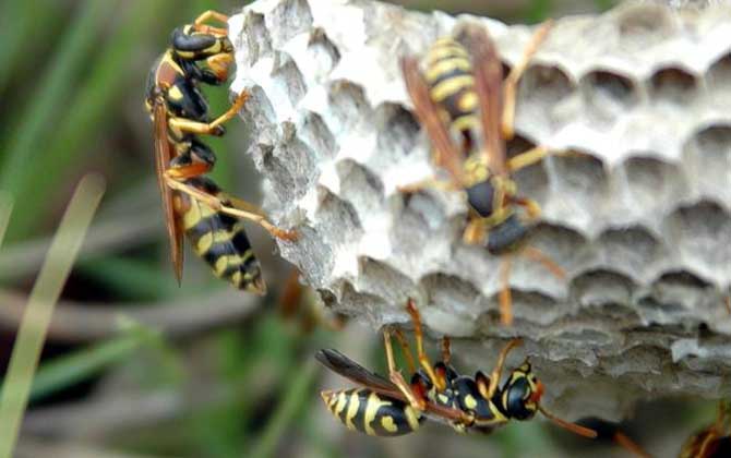 馬蜂蟄人后自己會死嗎? 馬蜂