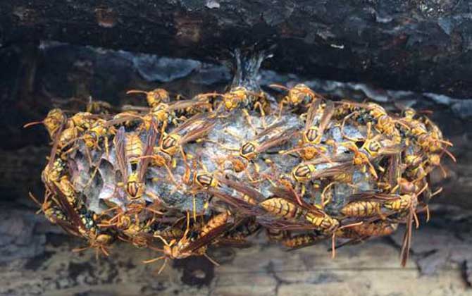 被馬蜂蟄了要觀察多久? 馬蜂