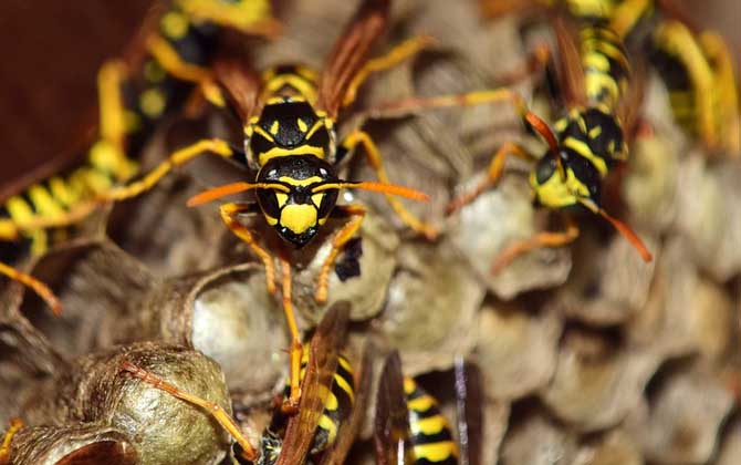 被馬蜂蟄了多久毒發? 馬蜂