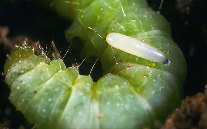 寄生蜂會寄生人類嗎? 寄生蜂