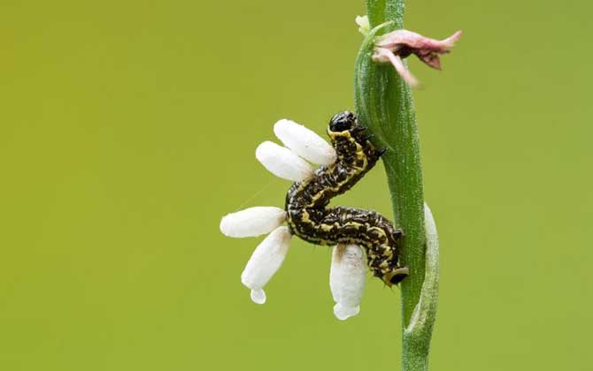 寄生蜂會寄生人類嗎? 寄生蜂