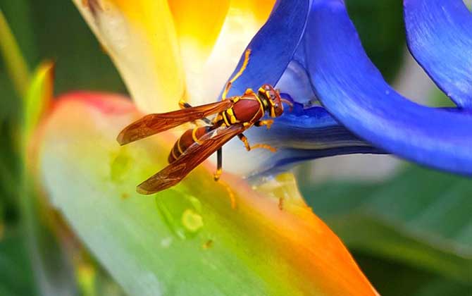 馬蜂蟄后多久才能放心? 馬蜂