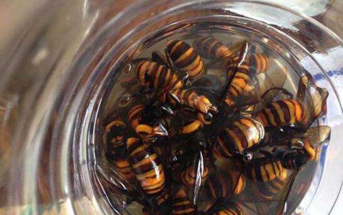 地雷蜂泡酒有什么功效? 地雷蜂泡酒