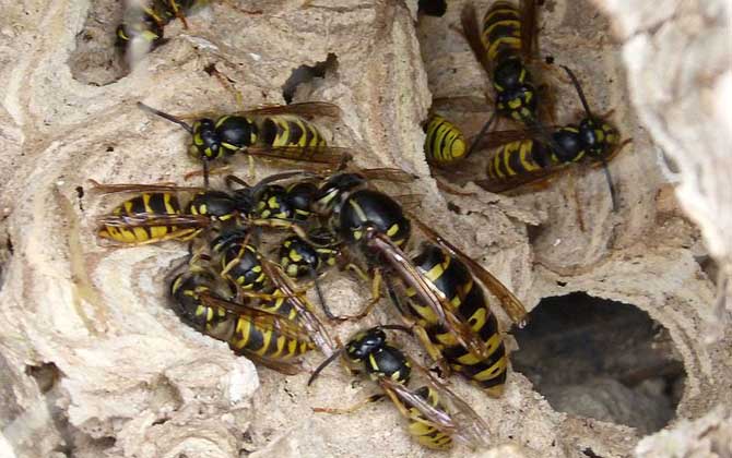 馬蜂是益蟲還是害蟲? 馬蜂