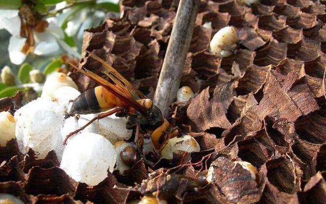 被黑尾胡蜂蟄了怎么辦? 黑尾胡蜂