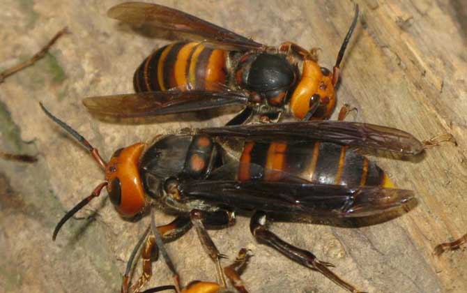 被人頭蜂蟄了怎么辦? 人頭蜂