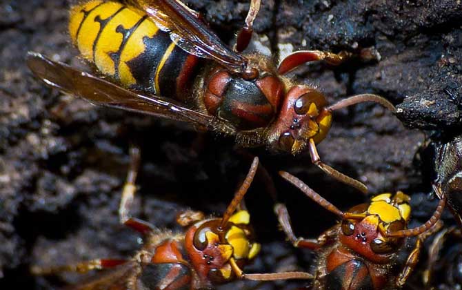 被人頭蜂蟄了怎么辦? 人頭蜂