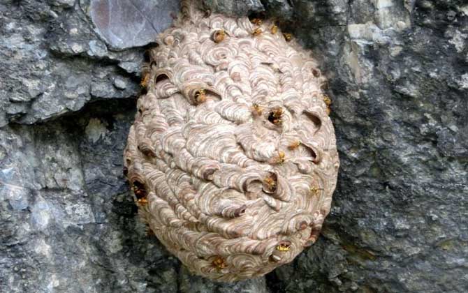 人頭蜂窩怎么處理才安全? 人頭蜂