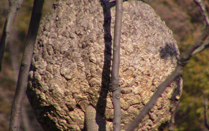 人頭蜂窩怎么處理才安全? 人頭蜂